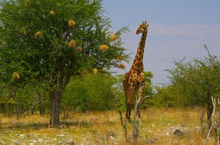 700 Namibia Okt 2006 .JPG